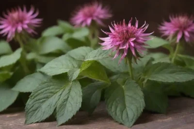 hojas frescas monarda dispuestas con remedios herbarios y usos tradicionales mostrados en el fondo.