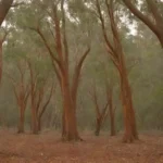 Eucaliptos árboles en un paisaje diverso