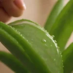 Planta de aloe vera con gel relajante que se aplica a la piel.