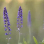Persona sosteniendo una planta de salvia en un jardín