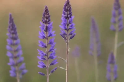 Planta de salvia rodeada de barreras físicas y etiquetas de insecticidas naturales.