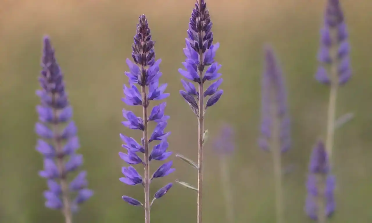 Planta de salvia rodeada de barreras físicas y etiquetas de insecticidas naturales.