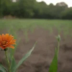 Diente de león asimilando en un huerto permacultural