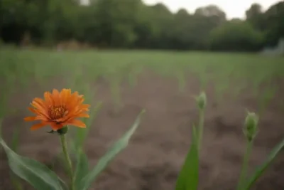 Diente de león asimilando en un huerto permacultural