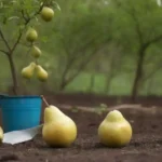 Pears creciendo en árboles saludables con herramientas de jardinería y consejos mostrados cerca.