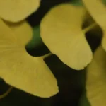 Cierre de hojas de ginkgo biloba con infografías sobre beneficios para la salud.