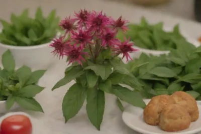 Hojas frescas monarda dispuestas con diversos platos en un ambiente de cocina vibrante.
