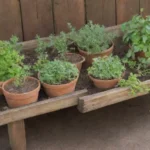 Cómo aprender a podar diferentes tipos de plantas medicinales