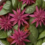 Rejilla con hojas de monarda vibrantes adornando una ensalada o infundida en una salsa herbal.