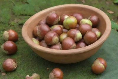 Un ambiente sereno con hojas de castaño