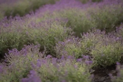 Diversas variedades de plantas de tomillo dispuestas en un entorno natural