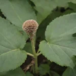 Planta burdock con grandes hojas y raíces