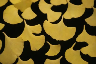 Las hojas de Ginkgo con compuestos bioactivos destacados junto con beneficios para la salud ilustrados.
