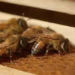 Las abejas que aplican propolis para sellar y proteger la colmena de patógenos.