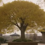 Un árbol de ginkgo con sus hojas distintivas en forma de abanico