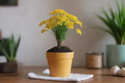 Una planta pimpinela vibrante rodeada de artículos relacionados con la salud y beneficios ilustrados cerca.
