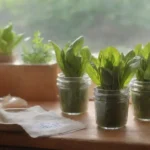 Tinturas de albahaca: beneficios y preparación en sencillos pasos