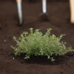 Cierre de las plantas de tomillo en suelo rico