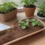 Cómo hacer un semillero casero para plantas medicinales desde semillas