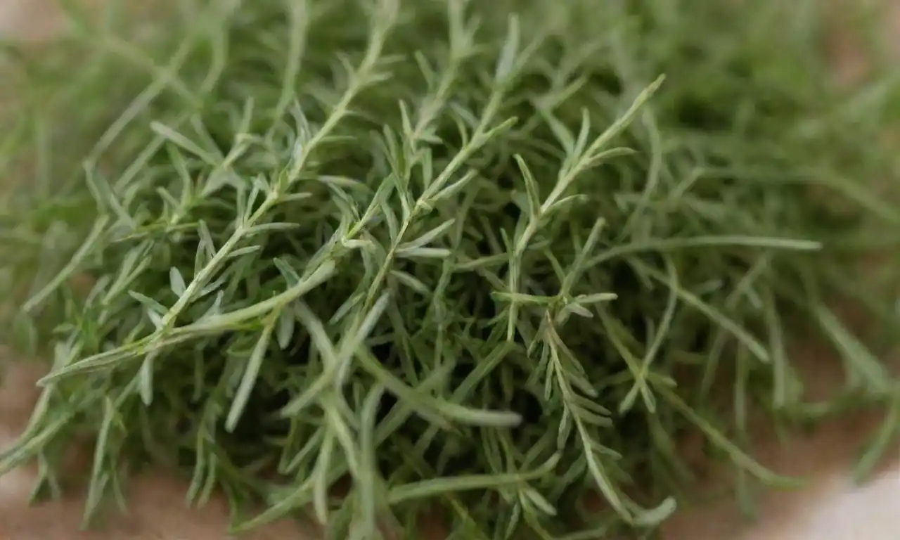 Recetas de tomillo frescas dispuestas con consejos para la conservación y la cocina en el fondo.