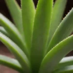 Planta Aloe vera con texto informativo sobre su significado y origen.