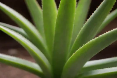 Planta Aloe vera con texto informativo sobre su significado y origen.