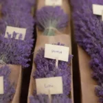 Muestra diferentes variedades de lavanda con etiquetas informativas en un mercado.