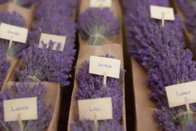 Muestra diferentes variedades de lavanda con etiquetas informativas en un mercado.