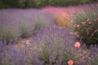 Un jardín vibrante con lavanda junto a coloridas flores complementarias en flor.