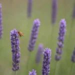 Planta lavanda rodeada de flores florecientes