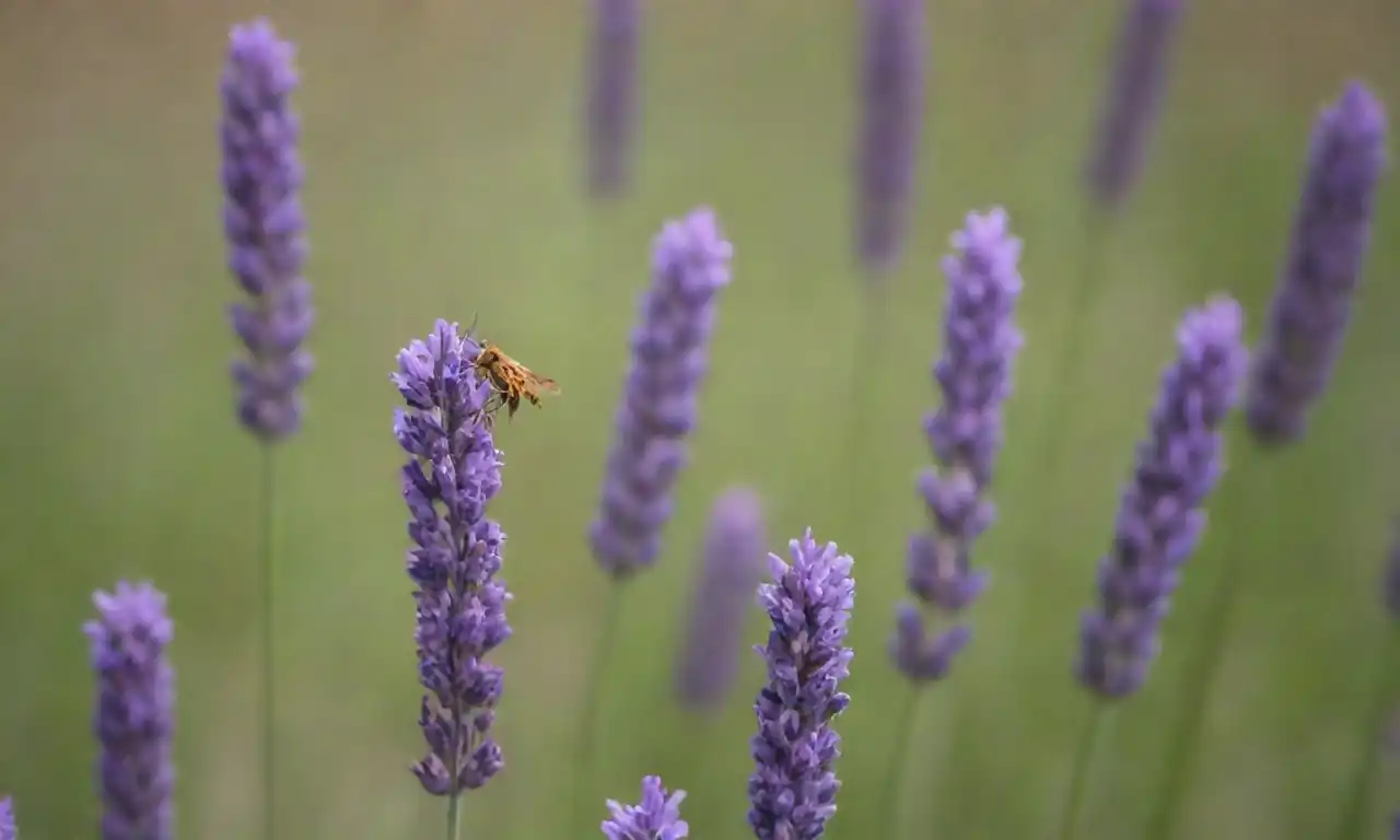 Planta lavanda rodeada de flores florecientes