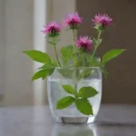 Fresco monarda en un vaso de agua