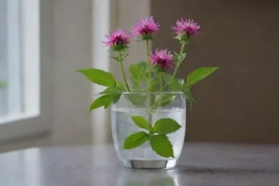 Fresco monarda en un vaso de agua
