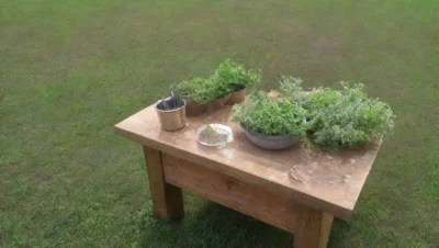 Un campo verde vibrante con hierbas