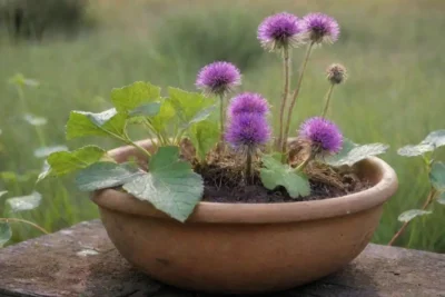 Un campo verde con plantas de bardana