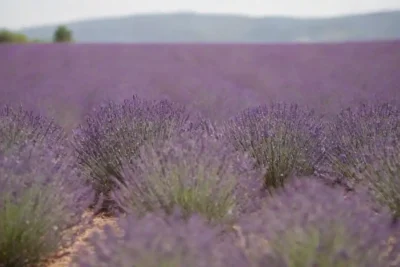Campos de lavanda en plena floración durante un festival vibrante con gente que disfruta de actividades temáticas de lavanda.