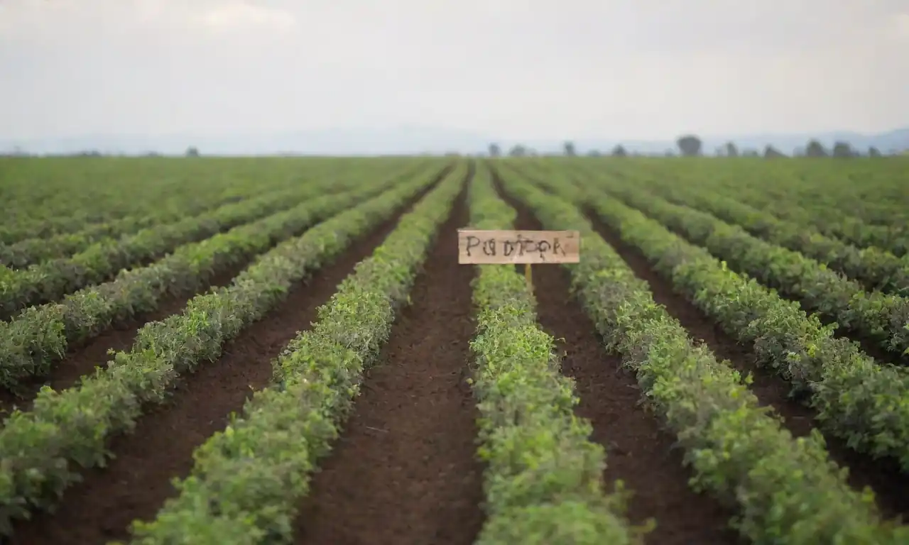 Campos de pimiento negro bajo prácticas agrícolas sostenibles con señalización ecológica.
