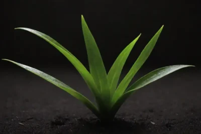 Planta de pimienta negra adaptada a un entorno seco