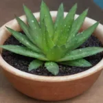 Son beneficiosos los gargarismos de aloe vera para la salud