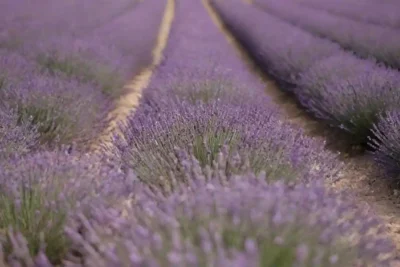 Un jardín con filas de plantas de lavanda y medidas marcadas en el suelo.