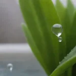 Cierre de la planta Milenrama con gotas de agua y productos de cuidado de la piel en el fondo.