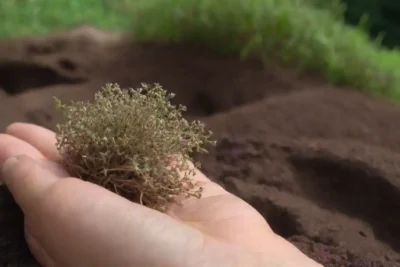Un acercamiento de la raíz valeriana junto a un entorno tranquilo y sereno con una persona relajante.