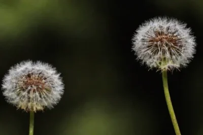 Comparación lado a lado de plantas de león frescas y secas