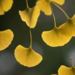 Ginkgo sale con un gráfico que ilustra sus efectos potenciales en el sistema inmunitario.