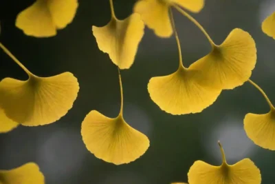 Ginkgo sale con un gráfico que ilustra sus efectos potenciales en el sistema inmunitario.