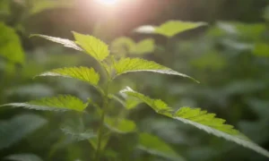 Cerrar las plantas de nettle prosperando en un ecosistema exuberante y sombreado.
