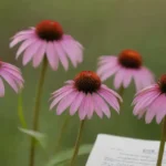 Plantas de equinácea exhibidas junto a un documento de investigación sobre propiedades antivirales.