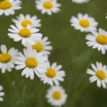 Flores de manzanilla silvestre en un campo