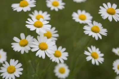 Flores de manzanilla silvestre en un campo