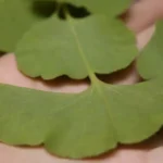 Ginkgo biloba sale junto a un contexto quirúrgico